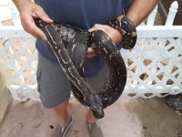 Longicauda female #1 (4).jpg