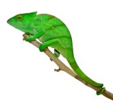 Parsoni Female 1 - Canvas Chameleons Small (2).jpg Parsoni Female 1 - Canvas Chameleons Small (2).jpg