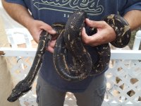 Longicauda female Hypermelanistic (6).jpg