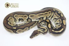 14BongoM10-810g.jpg