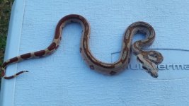 hypo jungle male.jpg