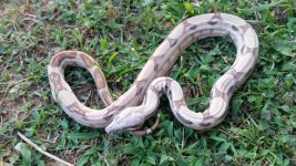 hypo jungle female het anery.jpg