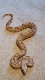 hypo het anery female01.jpg