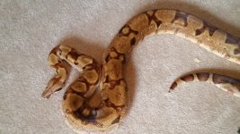tony hypo2.jpg