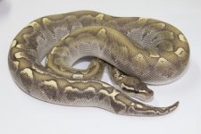 mojavebambooghim450gw.jpg