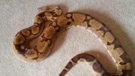 tony hypo1.jpg