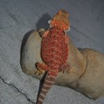 IMG_5319.JPG.jpg