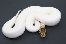 15SpiedF16-345g.jpg