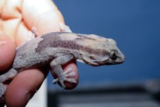 Tarentola ephippiata.jpg