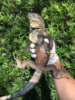 male melanosterna 1.jpg