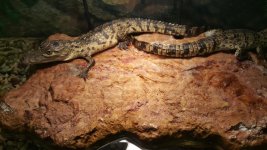 morelets crocodile.jpg
