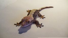 DSC00008.jpg