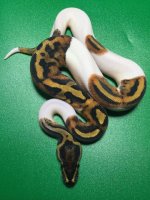 pied111.jpg