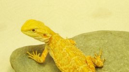 male citrus hypo c.jpg