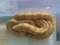 Darwin Albino Male.JPG