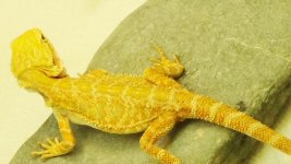 male citrus hypo b (2).jpg