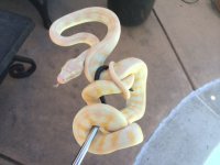 Darwin albino female.JPG