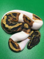 pied3.jpg