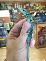 bluet2.jpg
