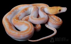 retic_albinopied_f8.jpg