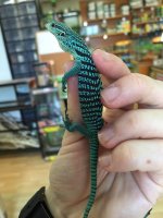bluet3.jpg