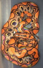 gorgeious reddish orange male for sale jul 25a.jpg