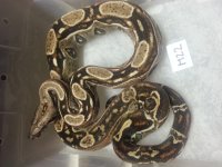 20160403_235737.jpg