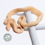 albino granite male.jpg