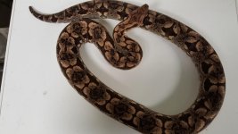 dumerils boa.jpg