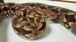 dumerils boa 2.jpg