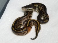 blackpastelhetpied.jpg