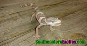 SE Smiling leo logo 06 2016.jpg