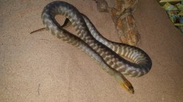 woma male.jpg