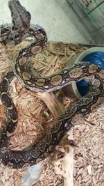 argentine x central american boa.jpg