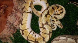 enchi bumblebee bp.jpg