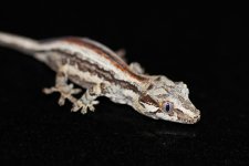 Gargoyle 1.1.jpg