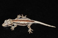 Gargoyle 1.3.jpg