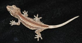Gargoyle 2.2.jpg