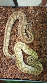 mojo enchi pastel bps.jpg