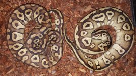 pastel mojave bps.jpg