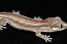 Gargoyle 2.jpg