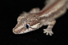 Gargoyle 2.3.jpg