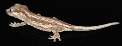 Gargoyle 2.1.jpg