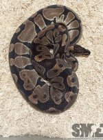 female_1_1445g-e1455075718632.jpg