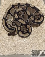 female_2_2000g-e1455075671689.jpg