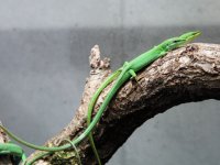 Takydromus dorsalis.jpg