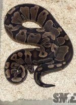 female_4_2070g-e1455075703349.jpg
