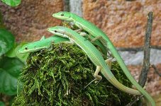 Takydromus smaragdinus 2.jpg