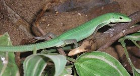 Takydromus smaragdinus.jpg