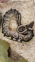 mojave het clown ball python.jpg